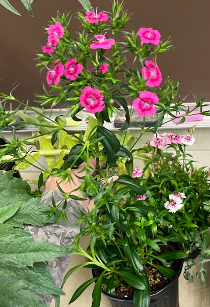 <ul><li><p>swollen nodes</p><ul><li><p>like really large</p></li></ul></li><li><p>lanceolate to oblanceolate foliage</p></li><li><p>five petals on flower</p><ul><li><p>looks serrated</p></li></ul></li><li><p>pink, white, reds or mixes/two-toned colors</p></li></ul><p></p>