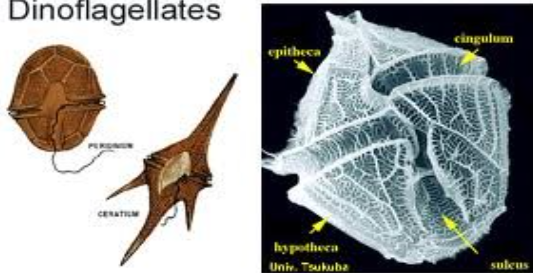 <p>DINOFLAGELLATA </p>