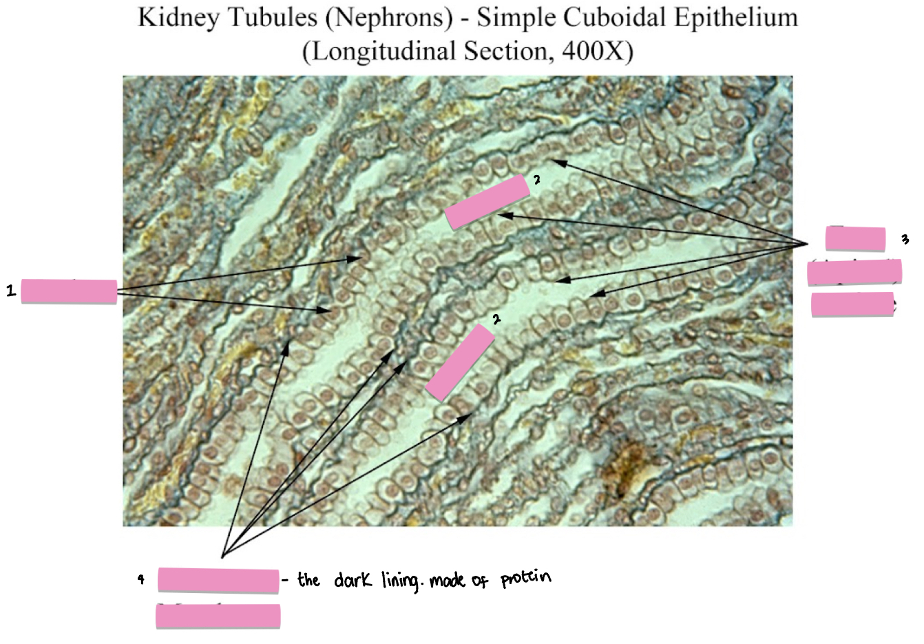 <p>(2) Simple Cuboidal Epithelium tissue cellular characteristics</p>