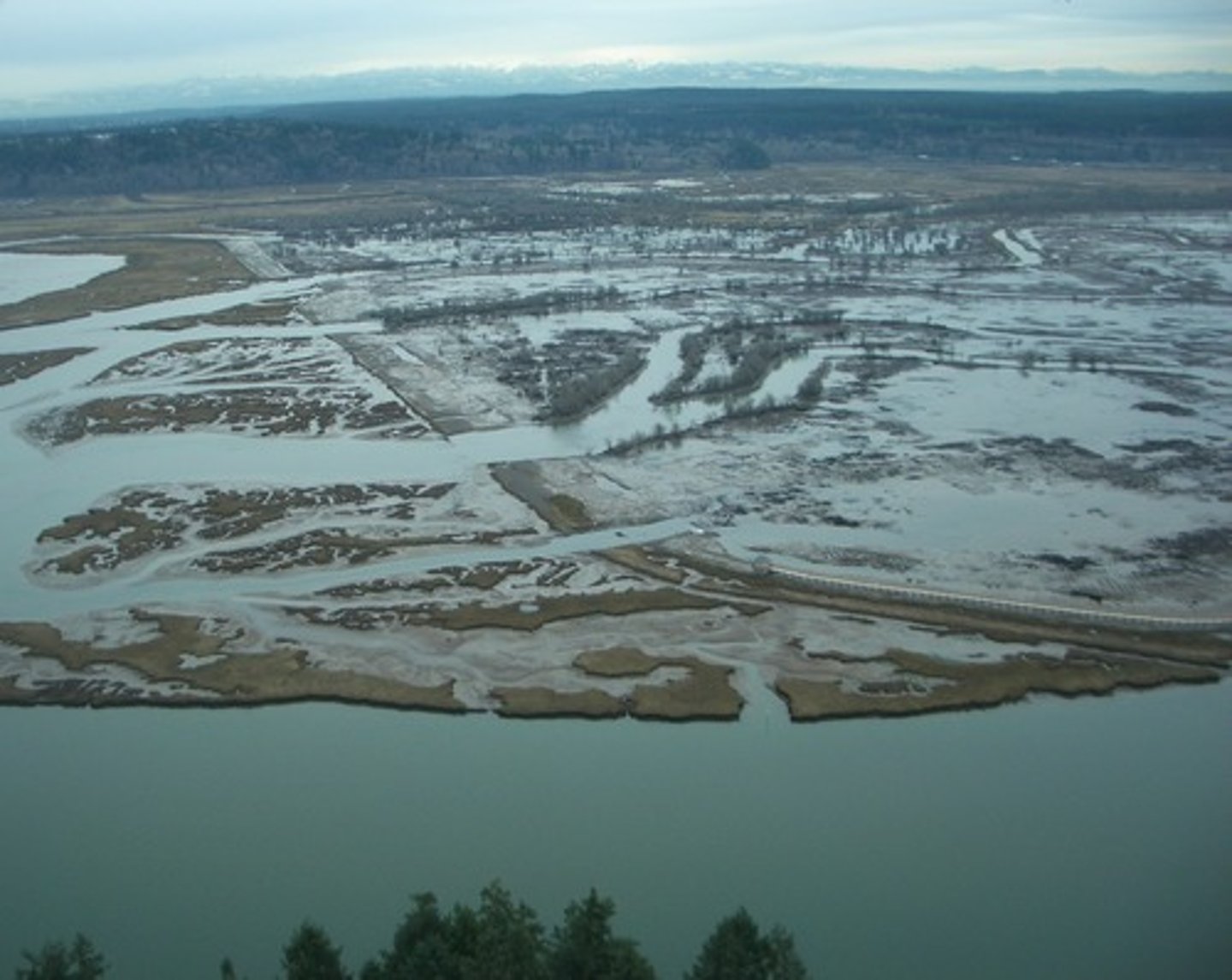 <p>an area along the coast where the fresh water of rivers mixes with salt water from the ocean</p>
