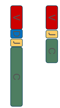 <ul><li><p><strong>Heavy chain:</strong> V, D, J segments</p></li><li><p><strong>Light chain:</strong> V and J segments only</p></li></ul><p></p>
