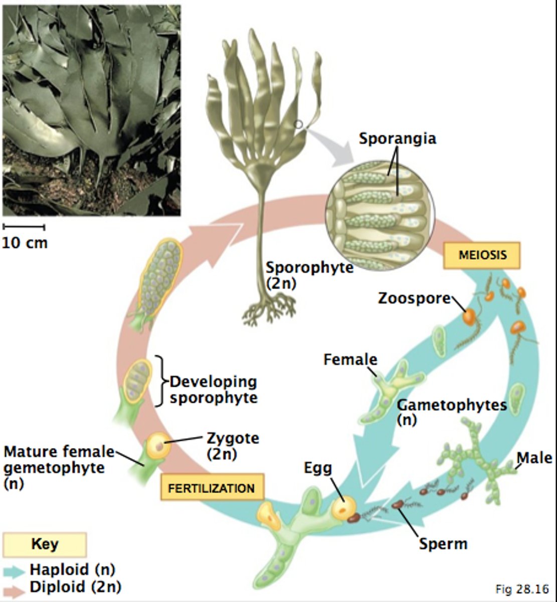 <p>Zygote (diploid)</p><p>Young sporophyte</p><p>Mature sporophyte</p><p>Haploid spores released</p><p>Male gametophyte and female gametophytes release gametes</p><p>Sperm fertilizes egg</p>