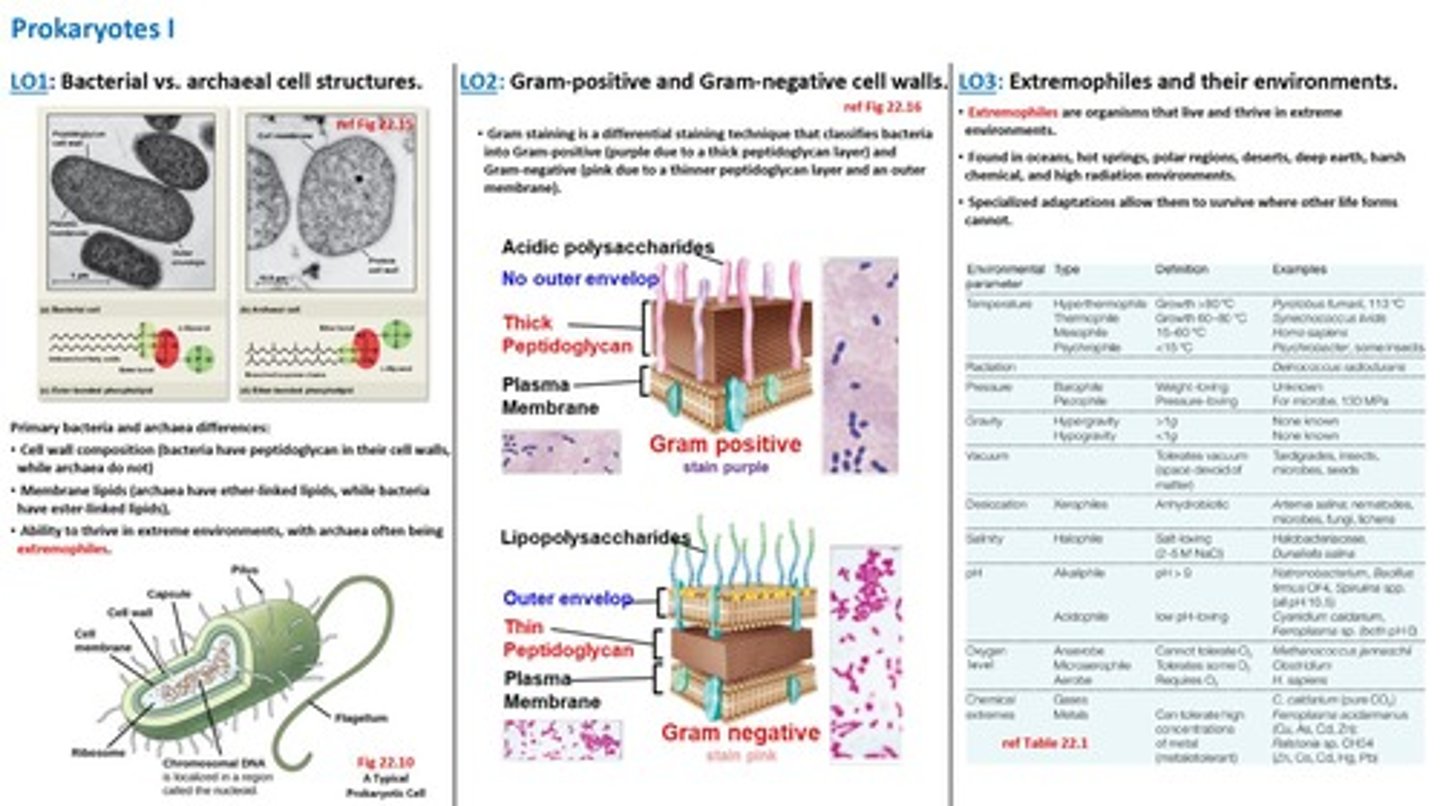 <p>Bacteria have peptidoglycan, while Archaea lack peptidoglycan.</p>