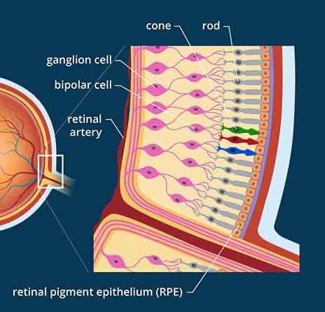 <p>Rods</p>