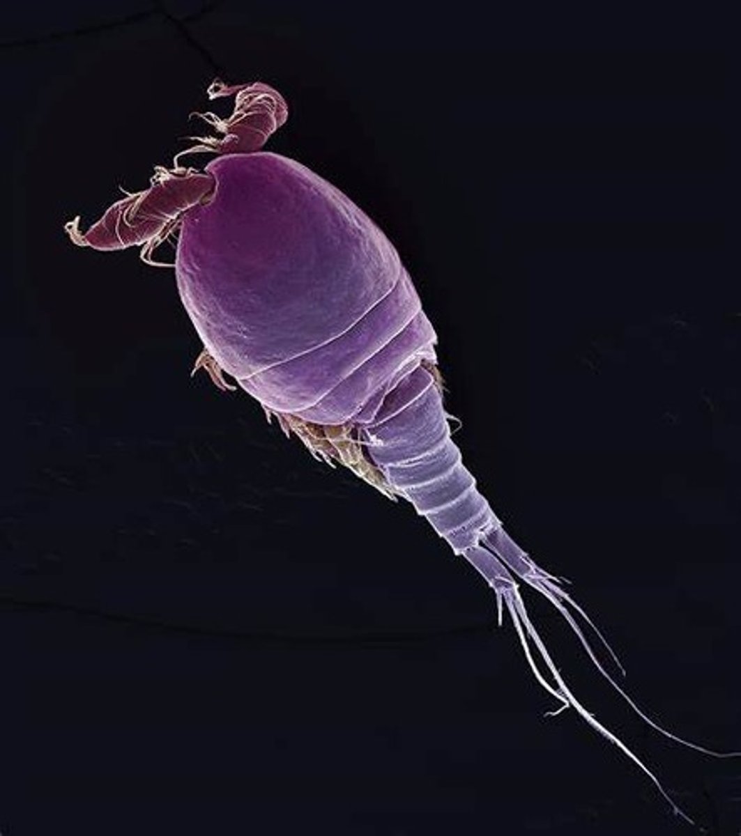 <p>What Phylum, Subphylum, Class, and Subclass, and Genus is this animal in?</p>