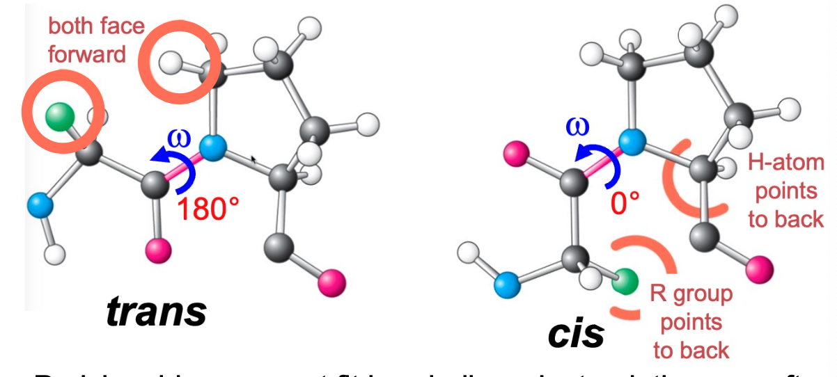 cyclic side-chain reduces energetic barrier to adopting cis conformation

most often adopt cis conformation

cannot fit in a=helices, often found at end- helix terminator