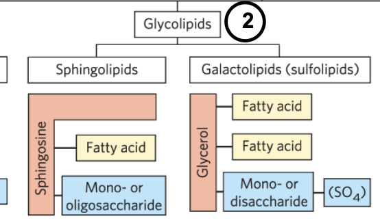 <p>have a hydrophobic region attached to a polar head group that is a sugar</p>