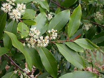 Angiosperm, dicot 

Family: Rosaceae

Common name(s): Carolina laurel cherry or cherry laurel

Range: Native to the Southeast, found along the SE coastal plain

Habitat: Xeric -> hydric. Found in disturbed areas.

Height: Smaller tree that gets up to 40' tall. 

Root sprout distribution.

Leaf persistence: Evergreen

Bark: thin > smooth w/ lenticels. 

Leaves: simple, alternate, elliptic. Entire or serrated (varied). Not consistently serrated. There are two glands at the base of the leaf. Glabrous leaf darker on top and lighter on bottom.

Tolerances: tolerates shade and fire but not salt. 

Leaves smell like maraschino cherries!