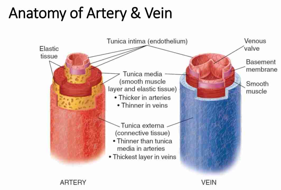 <h4 collapsed="false" seolevelmigrated="true"><strong><span>Peripheral Vascular System</span></strong></h4><p>The <strong>peripheral vascular system</strong> consists of <strong>arteries, veins, and capillaries</strong> responsible for blood circulation outside the heart and lungs.</p><ul><li><p><strong><span>Arteries</span></strong>: Carry <strong><span>oxygenated blood</span></strong> from the heart to tissues.</p><ul><li><p>Examples: <strong><span>Carotid, Brachial, Radial, Femoral, Popliteal, Dorsalis Pedis, Posterior Tibial arteries</span></strong>.</p></li></ul></li><li><p><strong><span>Veins</span></strong>: Carry <strong><span>deoxygenated blood</span></strong> back to the heart.</p><ul><li><p>Examples: <strong><span>Jugular, Subclavian, Femoral, Great &amp; Small Saphenous veins</span></strong>.</p></li></ul></li><li><p><strong><span>Capillaries</span></strong>: Microscopic vessels for gas and nutrient exchange</p></li></ul><h4 collapsed="false" seolevelmigrated="true"><strong><span>Lymphatic System</span></strong></h4><p>The <strong>lymphatic system</strong> helps in <strong>fluid balance, immune defense, and waste removal</strong>.</p><ul><li><p><strong><span>Lymph Nodes</span></strong>: Filter fluid and trap pathogens.</p><ul><li><p><strong><span>Locations</span></strong>: Cervical, Axillary, Epitrochlear, Inguinal, Popliteal nodes.</p></li></ul></li><li><p><strong><span>Lymphatic Vessels</span></strong>: Drain excess fluid from tissues into venous circulation.</p></li></ul>