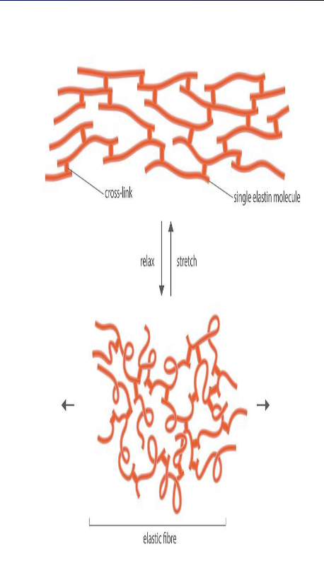<ul><li><p>long half-life of 74 years</p></li><li><p>primary role is to provide elasticity and resilience, allowing tissues like skin and blood vessels to stretch and recoil back to their original shape without damage</p></li><li><p>stretching ability is essential for the function of the lungs, enabling them to store energy during inhalation and release it during exhalation</p></li><li><p>a single elastin molecules can cross-link to form an elastic fiber that can readily stretch and then relax to return to its resting state</p></li></ul><p></p>