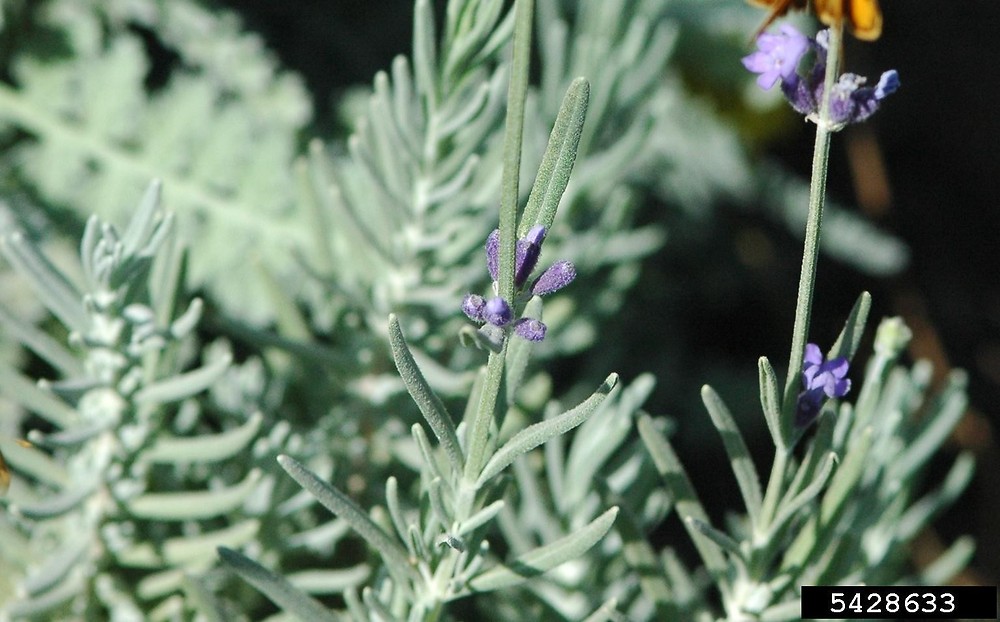 <p>English lavender - <em>Lavendula angustifolia</em></p>