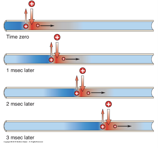 <p>Na channels present all along axon - decaying slightly as signal goes, but constantly regenerated by voltage spreading to neighbouring Na channels</p><ul><li><p>slows the process down slightly</p></li></ul><p></p>