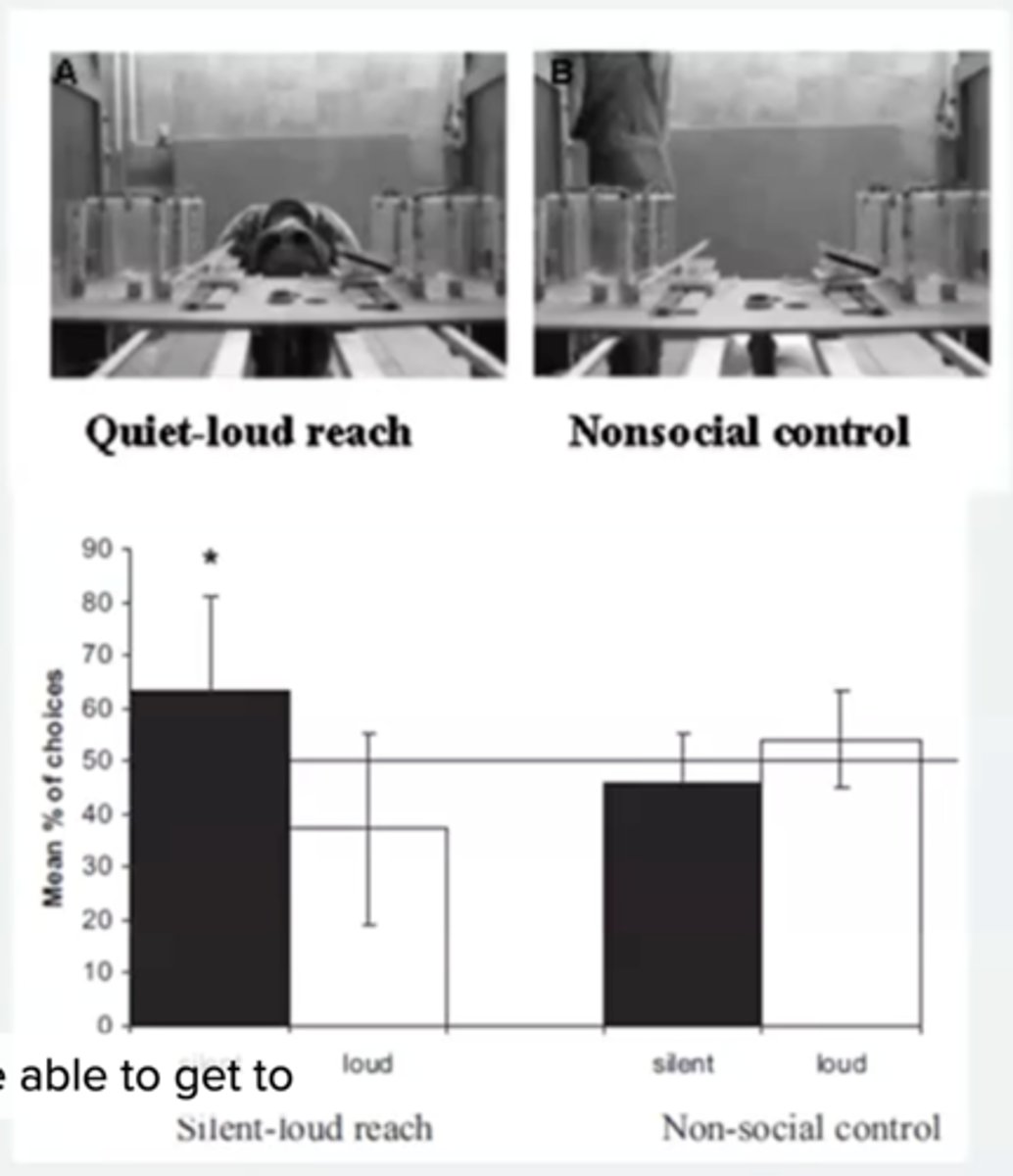 <p>when human competitor was present, chimps reached through quiet tunnel and therefore were sensitive towards what the experimenters could potentially hear. reached into either gate when competitor was absent. </p>