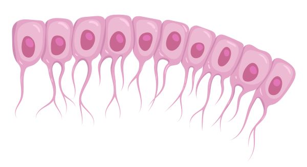 <p>membrane lining the central canal of the spinal cord and the ventricles of the brain. Move Cerebrospinal Fluid (CSF) in chambers and passages inside CNS; ciliated</p>