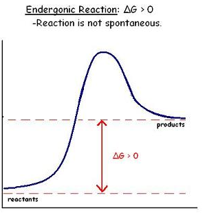 <p>Endergonic Reaction (Not Spontaneous)</p>