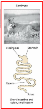 <p>big stomach, simple gut, short intestine and colon, have cecum</p>