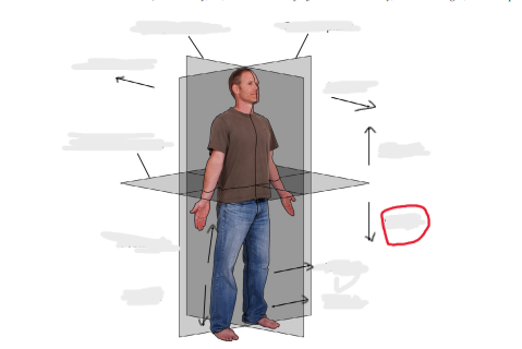 <p>down/away from head (called caudal for quadrupeds)</p>