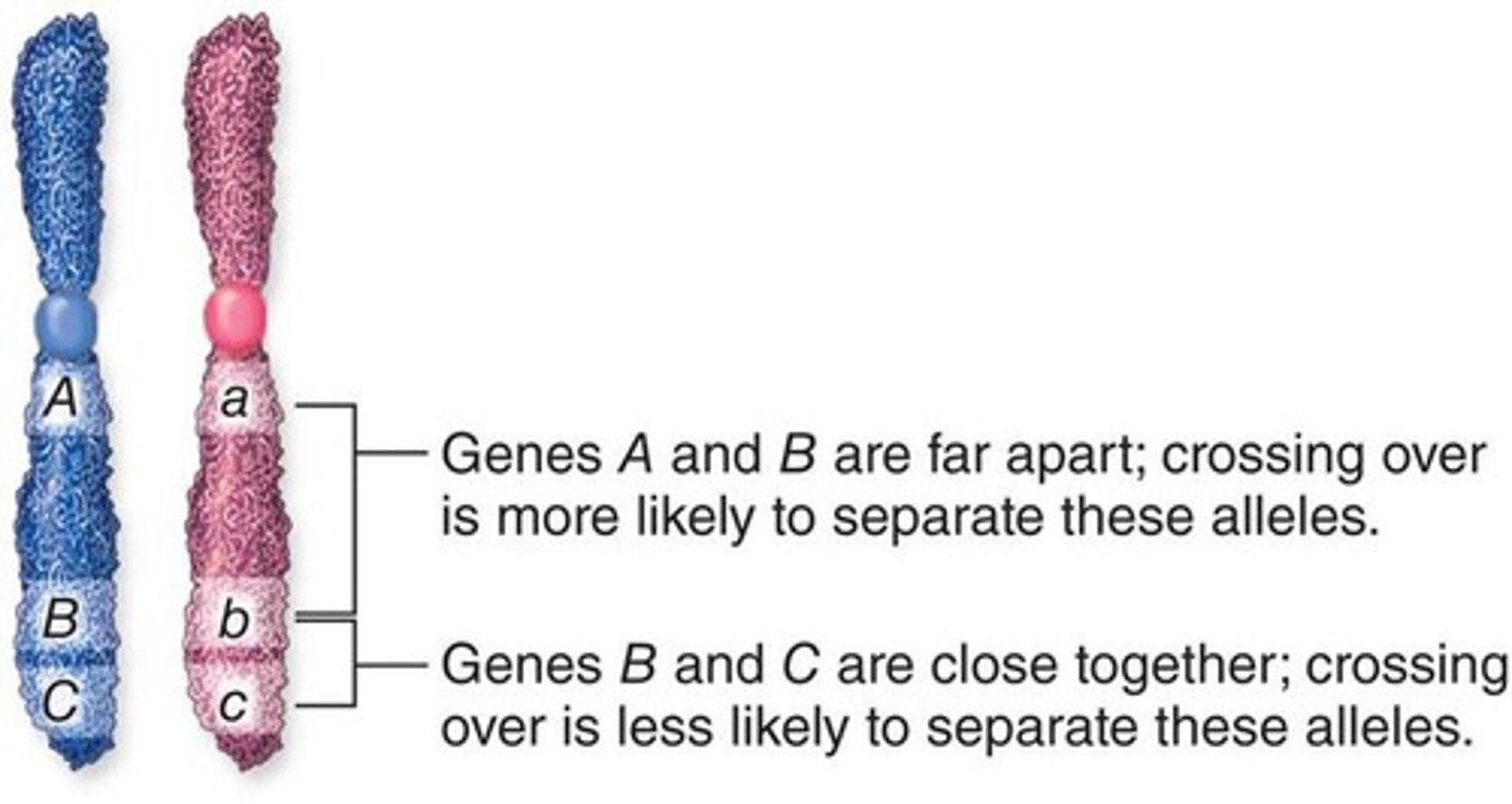 <p>shows the amount of distance between</p><p>two genes that are located on the same chromosome</p>