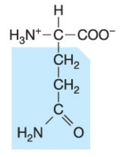 <p>Polar (uncharged), hydrophilic</p>