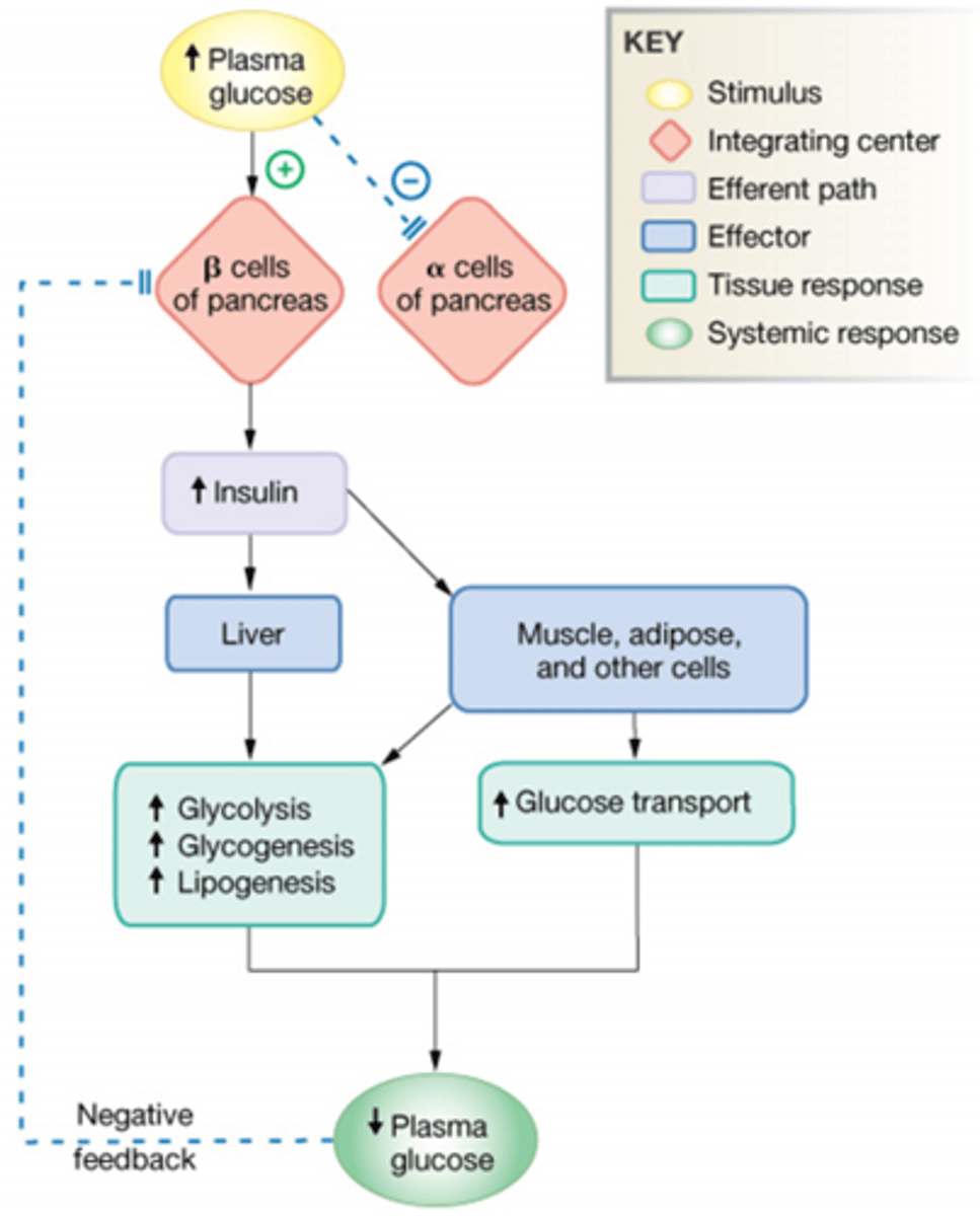 <p>Increased Plasma glucose</p><p>Inhibits Alpha cells, B-cells are stimulated</p><p>Alpha stimulates insulin, goes tot he liver increases several sythesis and decrease plasma glucose.</p>