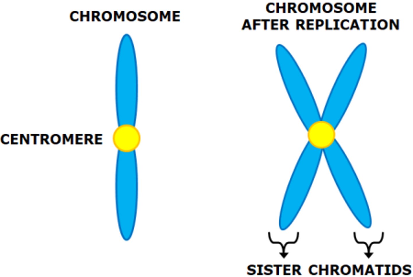 <p>chromosomes are counted by the amount of centromeres. A chromosome with two sister chromatids is still one chromosome, just with double DNA.</p>