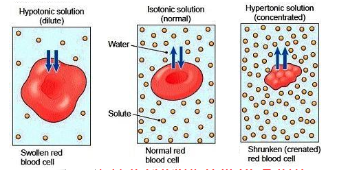 <p><strong>gain water</strong></p><ul><li><p><strong><u>SWELL</u></strong> → explode</p></li><li><p>lower concentration outside</p></li><li><p>maintain turgor pressure</p></li></ul><p></p>