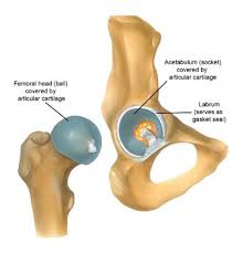<p>skin-like film around head of femur</p>