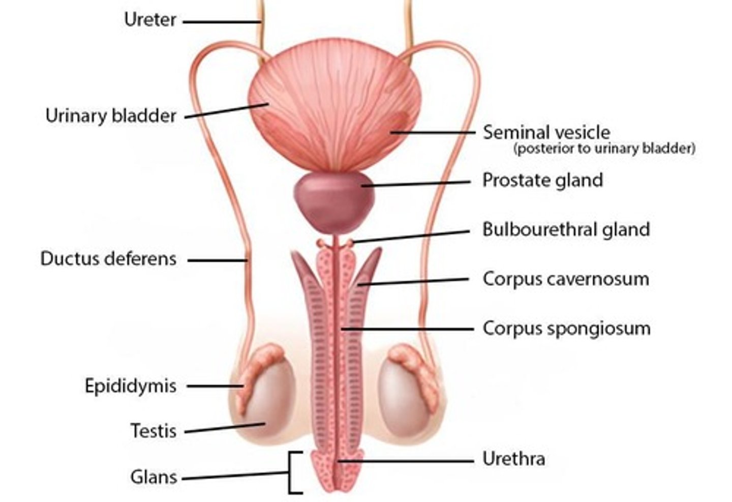 <p>It adds alkaline fluid to neutralize vaginal acidity and activates sperm.</p>