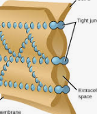 <p>it joins cells so they can work together as a tissue, performing a function together. these are only between animal cells, and without it, an animal embryo would have no nervous system. </p>