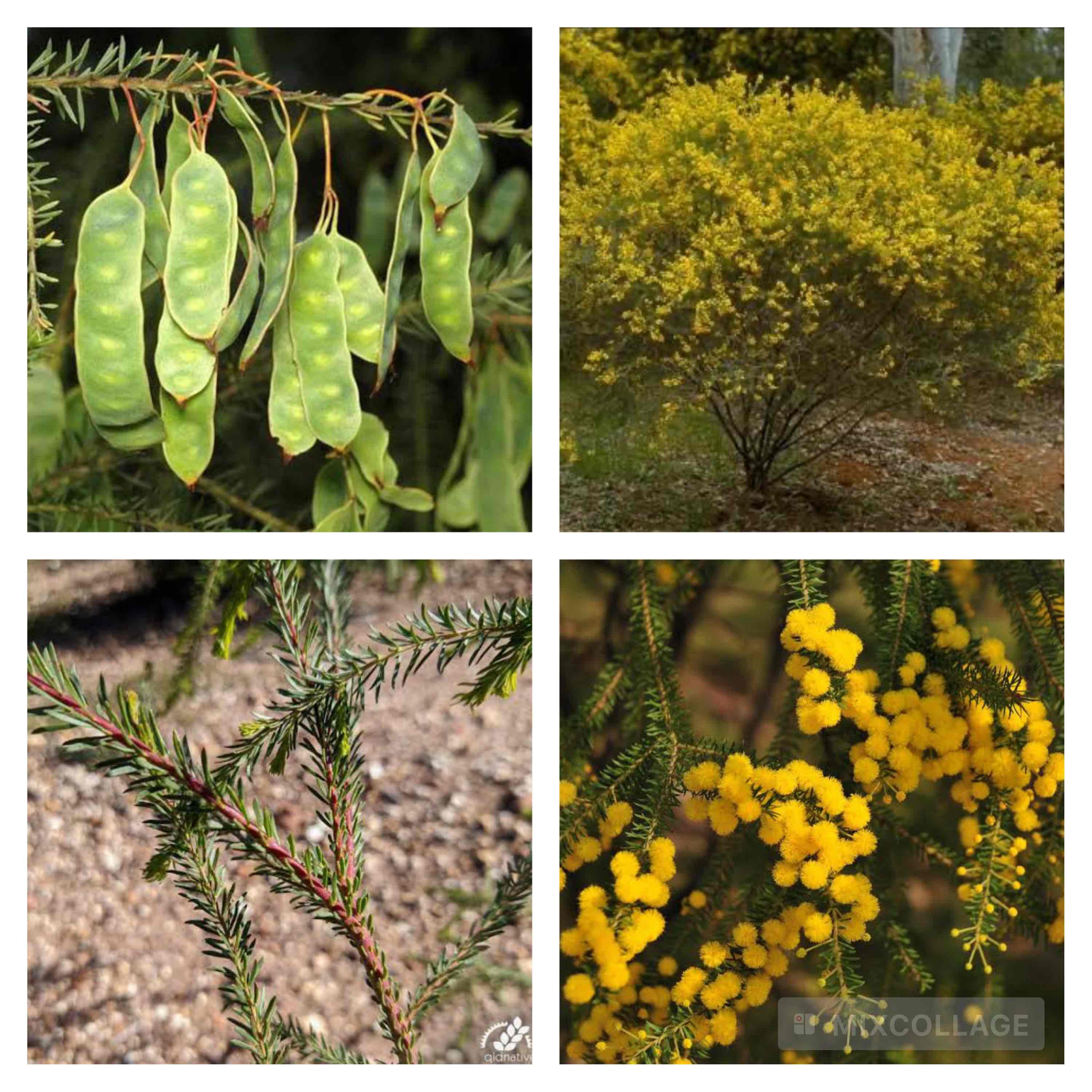 <p>Crowded leaf wattle</p>