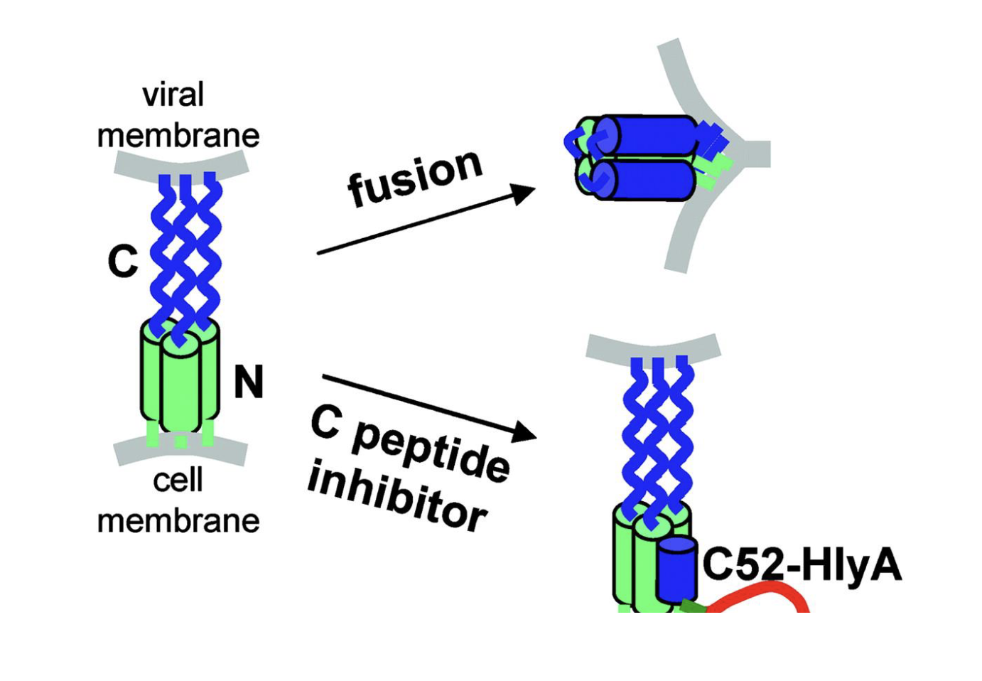 <ol><li><p><strong>Targeting gp41</strong>: Fusion inhibitors bind to the <strong>gp41</strong> protein and prevent it from forming the six-helix bundle needed for membrane fusion.</p></li><li><p><strong>Blocking Membrane Fusion</strong>: By disrupting the structural changes in gp41, the viral envelope cannot merge with the host cell membrane, halting the entry of the viral capsid into the cell.</p></li></ol><p></p>