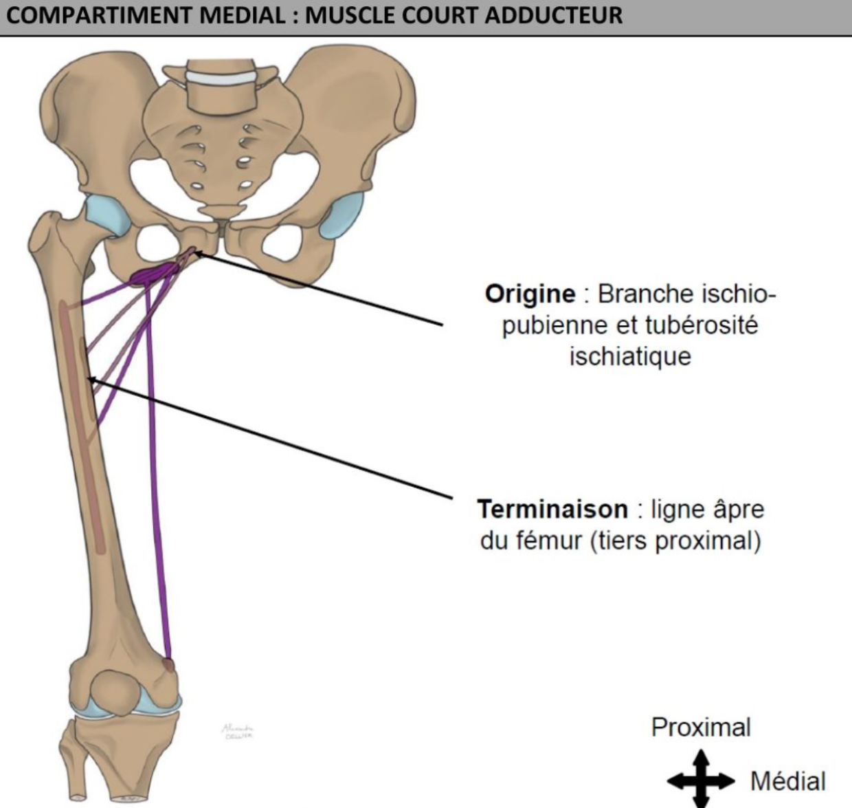 <ul><li><p>plan moyen, entre muscles longs &amp; grand adducteurs </p></li><li><p>Partie ventrale du pubis: branche ischio-pubienne, tuberosité ischiatique </p></li><li><p>Faisceau sup = tiers proximal ligne âpre du fémur, faisceau inf = partie basse du tiers proximal du fémur </p></li></ul><p></p>