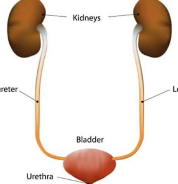 <p>what are the functions of the urinary system?</p>