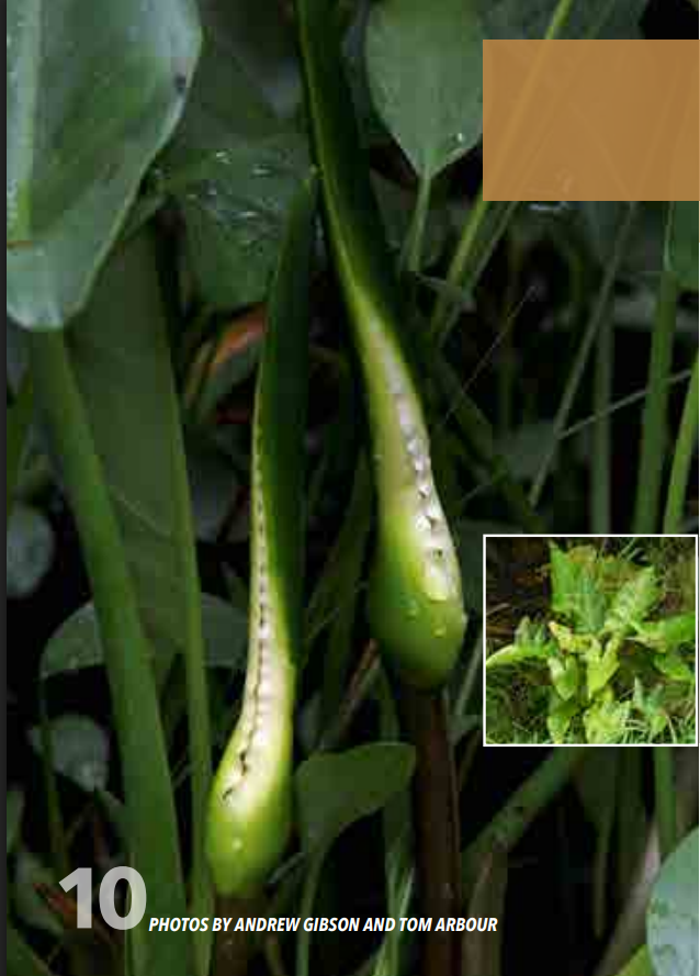 <p>Arum; Araceae</p>