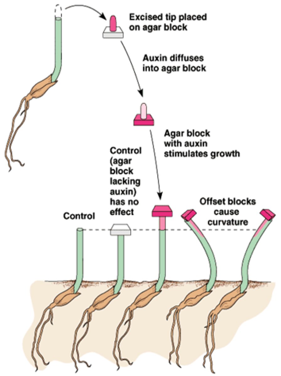 <p>Genetically identical (syngeneic) grafts are tolerated; genetically different (allogeneic) grafts are rejected.</p>