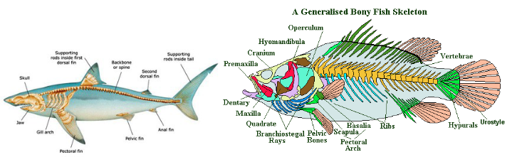 <p>first skeletons were made of cartilage (sharks) then later calcified to become proper bone (fish)</p>