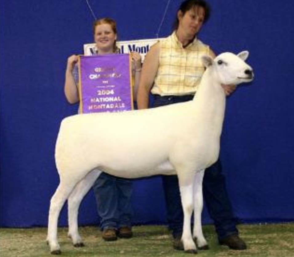 <ul><li><p>﻿﻿developed in the United States from <u>Cheviot</u> and <u>Columbia crosses</u></p></li><li><p>﻿﻿good meat type, dual- purpose animal with the head and legs free of wool and with the stylish appearance and agile body</p></li><li><p>﻿﻿<u>considered a dual-purpose breed noted for producing both high-quality carcasses as well excellent wool.</u></p></li><li><p>﻿﻿Breed categories: dual-purpose, <u>medium wool</u></p></li><li><p>﻿﻿Distribution: North America</p></li></ul>