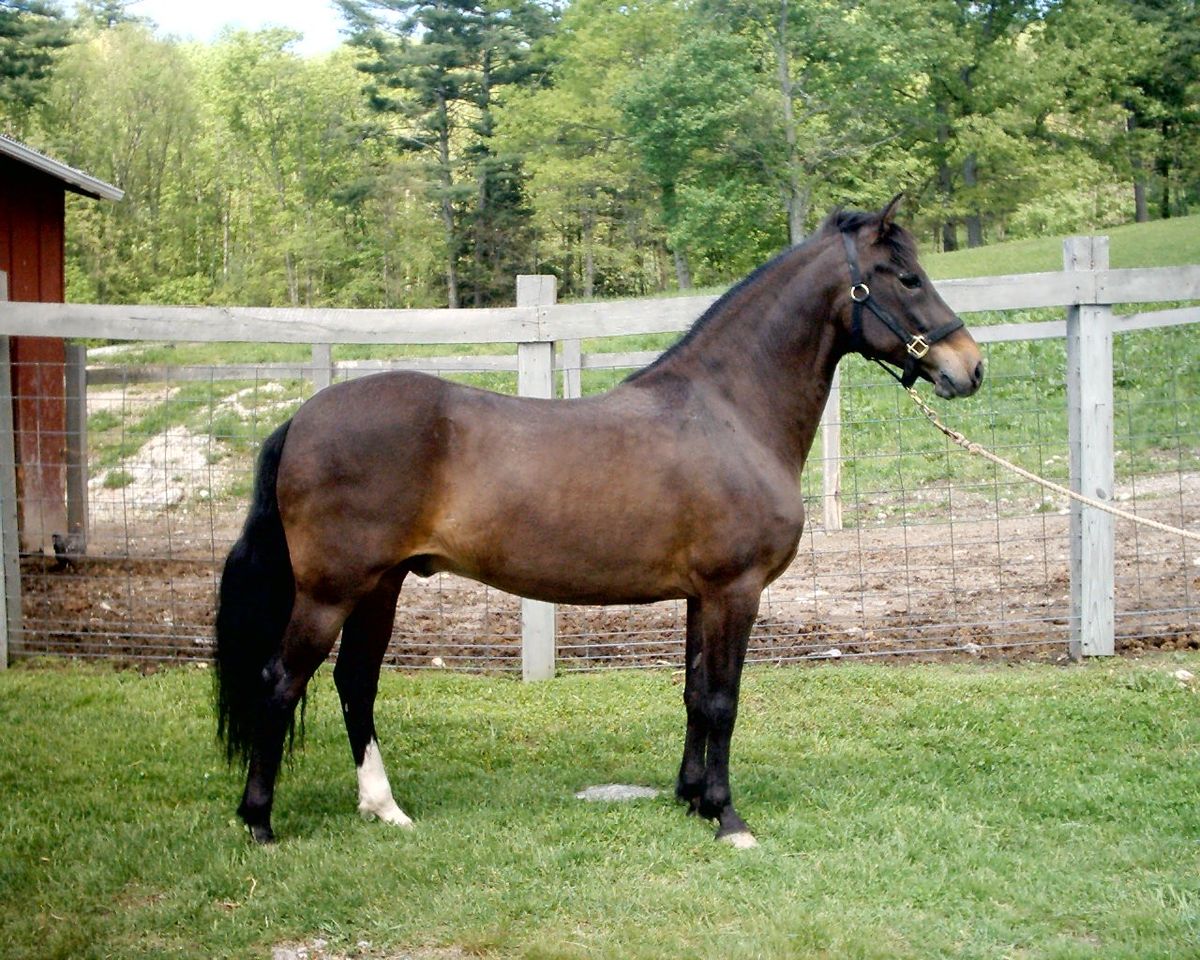 <p>castrated male</p>