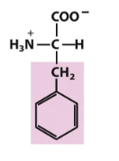 <p>Which amino acid is this (from slides)?</p>