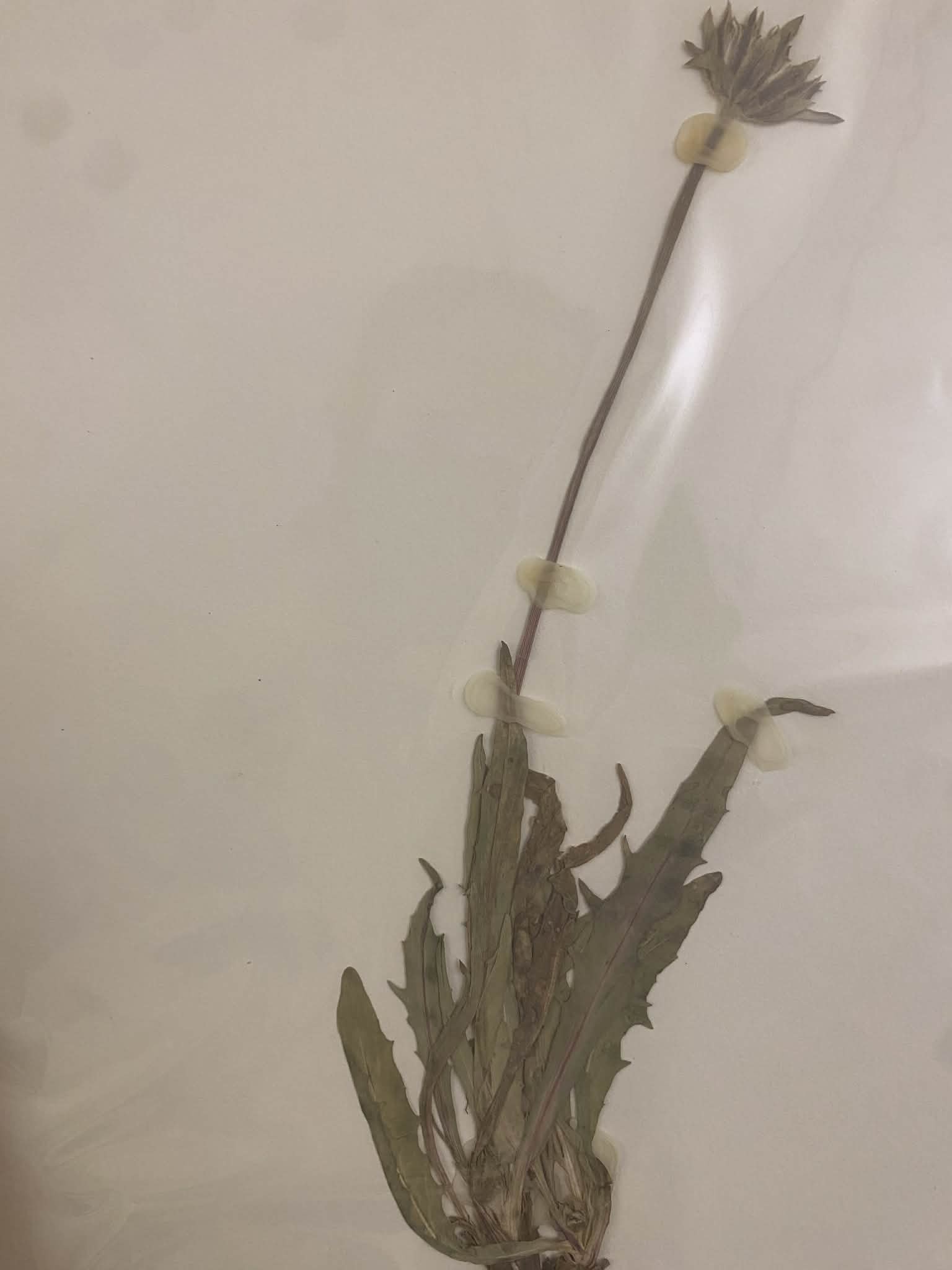 <p>Cichorieae, P, N, agoseris glauca, false dandelion </p>