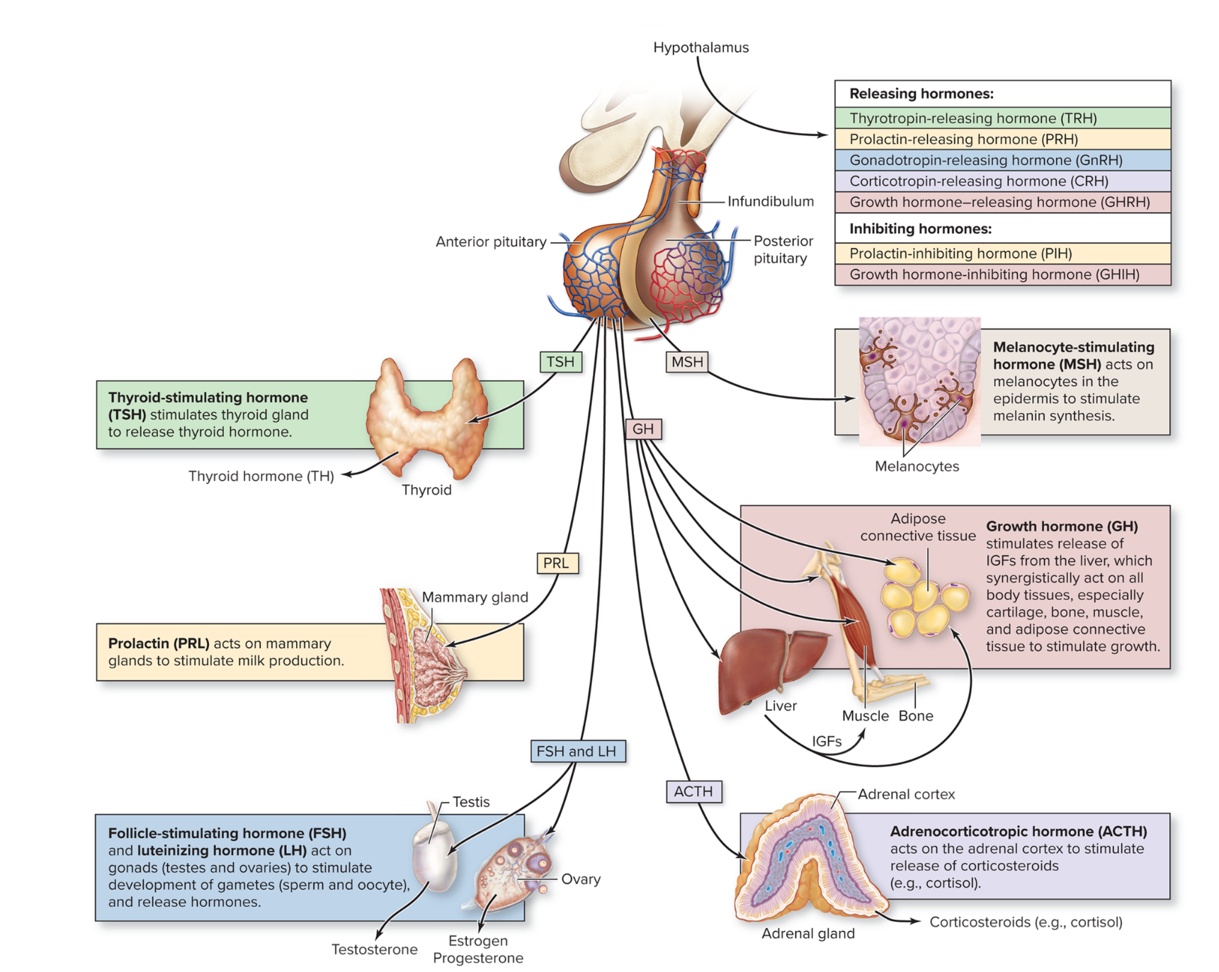 <p>Pituitary: Anterior Pituitary (adenohypohysis)</p>