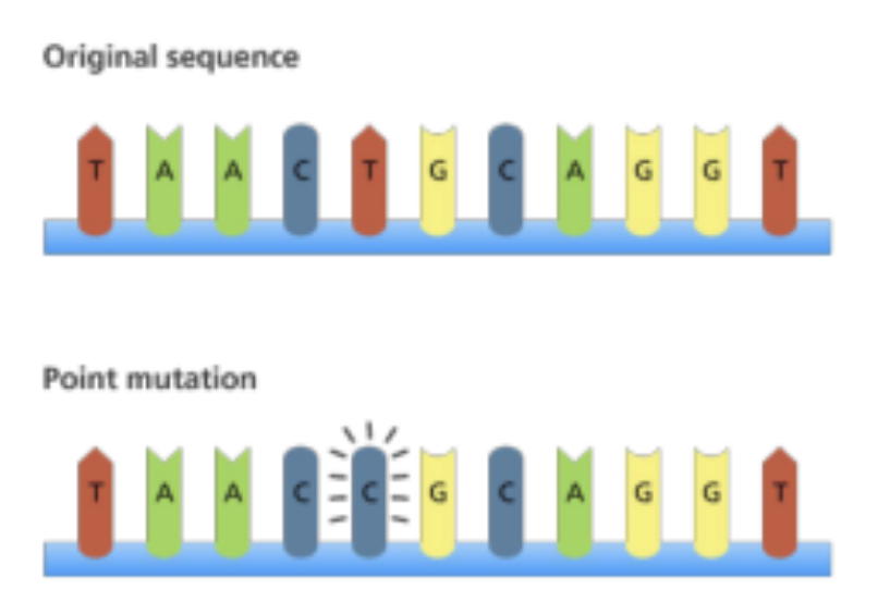 <p>changes in one nucleotide base in a gene</p>