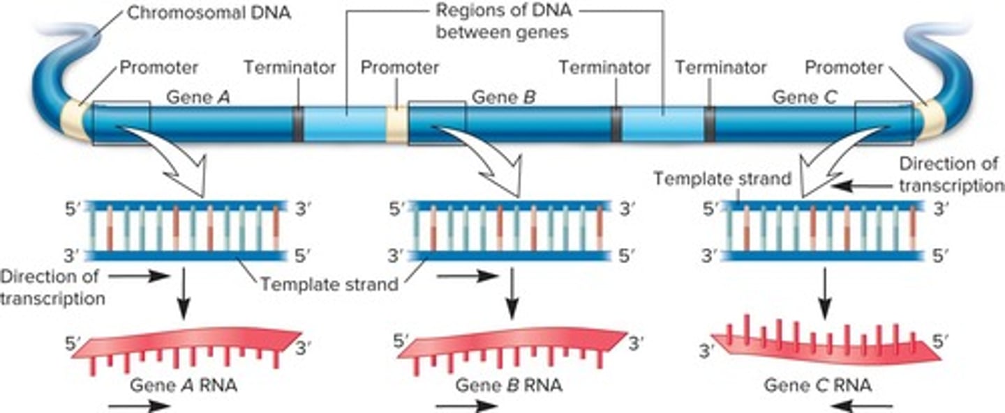 <p>Enzyme synthesizing RNA from DNA template.</p>