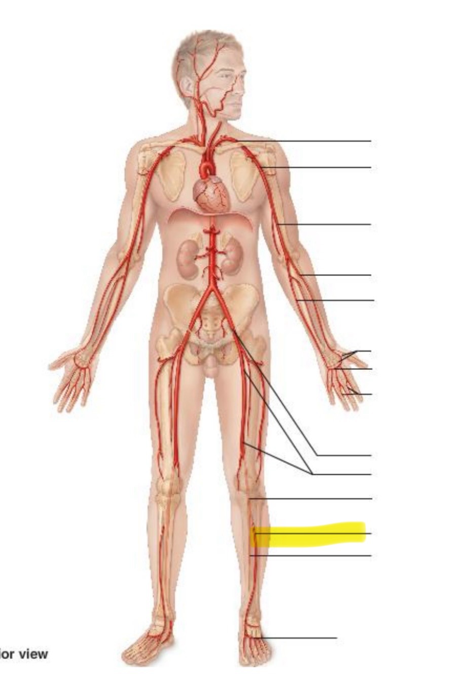 term image