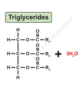 <p>triglycerides</p>