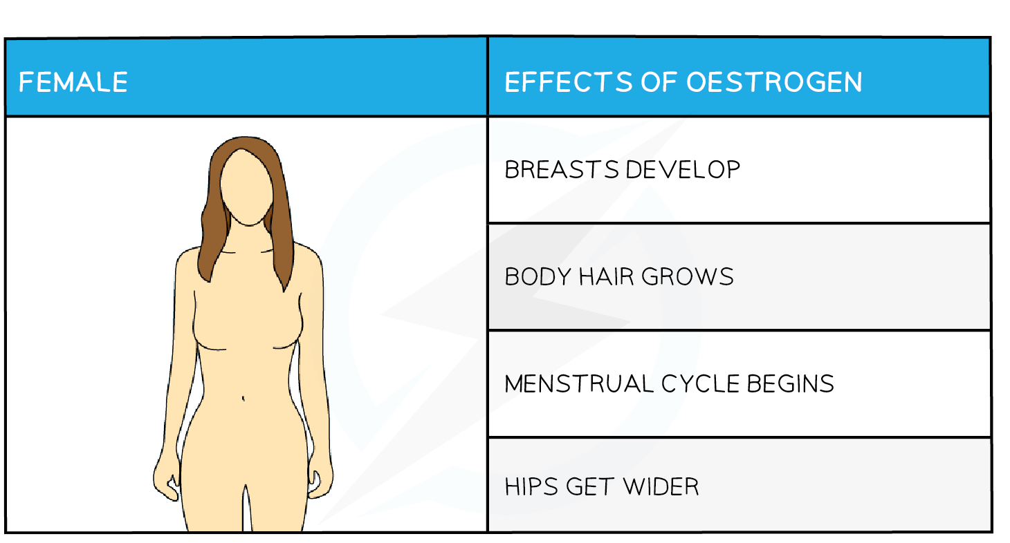 <p>Breasts develop, body hair grows, menstrual cycle begins, hips get wider. </p>