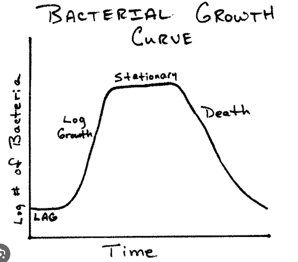 <p>Explain the stationary phase</p>