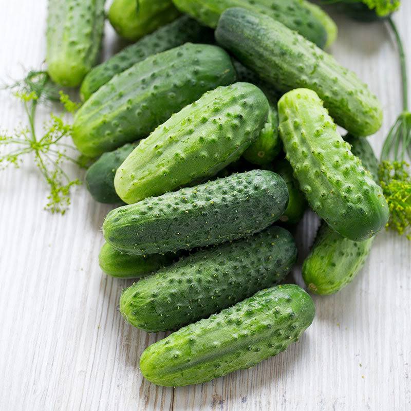 <p>Cucumbers Pickling</p>