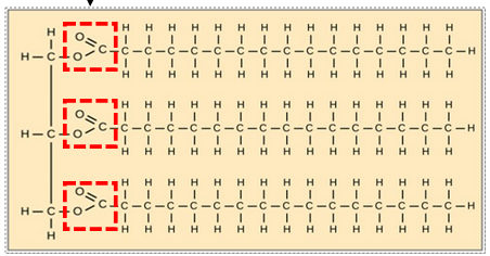 <p>Identify the type of bond indicated in the dashed boxes.</p>