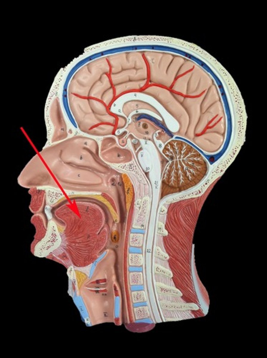 <p>The muscle that helps move the tongue.</p>